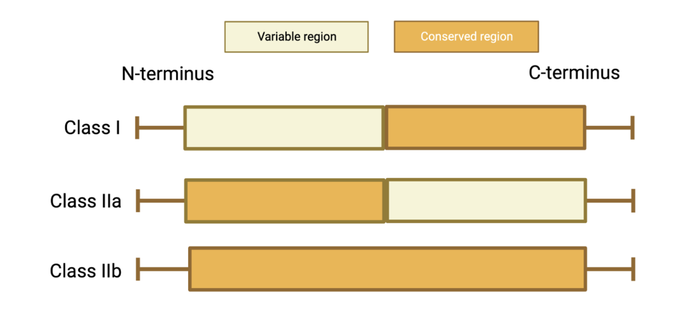 Schematic Representation of CPuORF classification