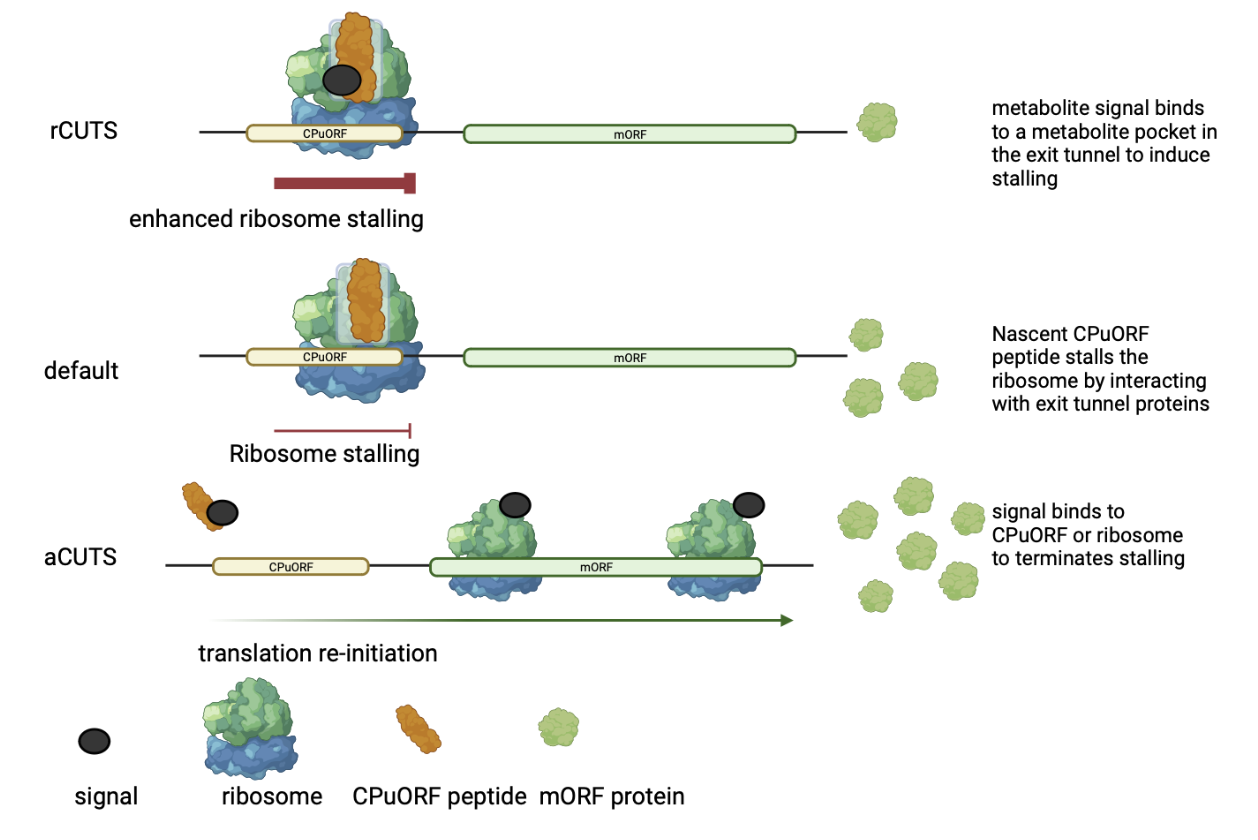 Schematic Representation of CPuORF