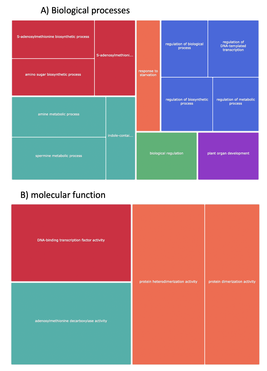 Arabidopsis CPuORF gene ontology analysis expressed as a treemap by Revigo